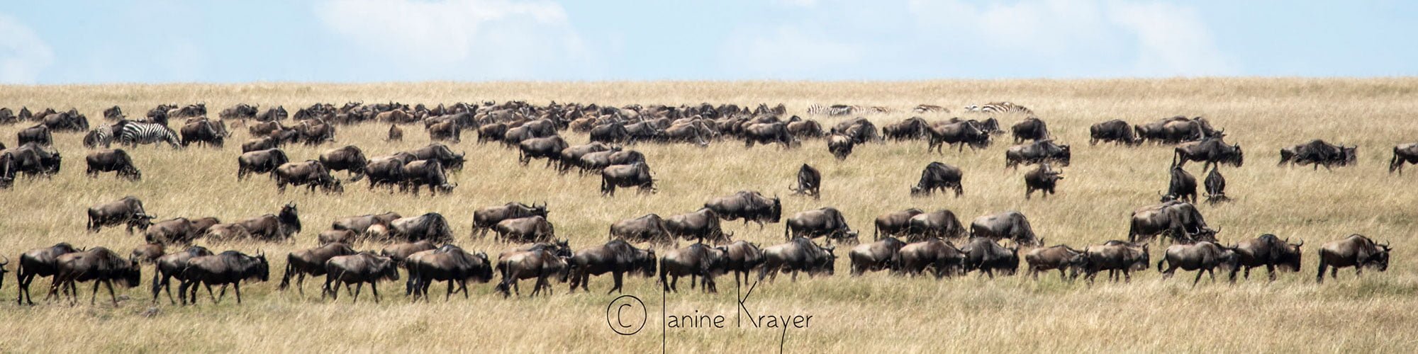 kenya photography safaris kenya photography safaris