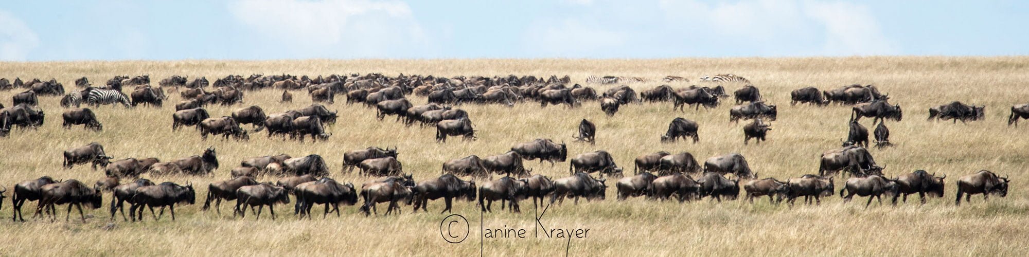 kenya photography safaris