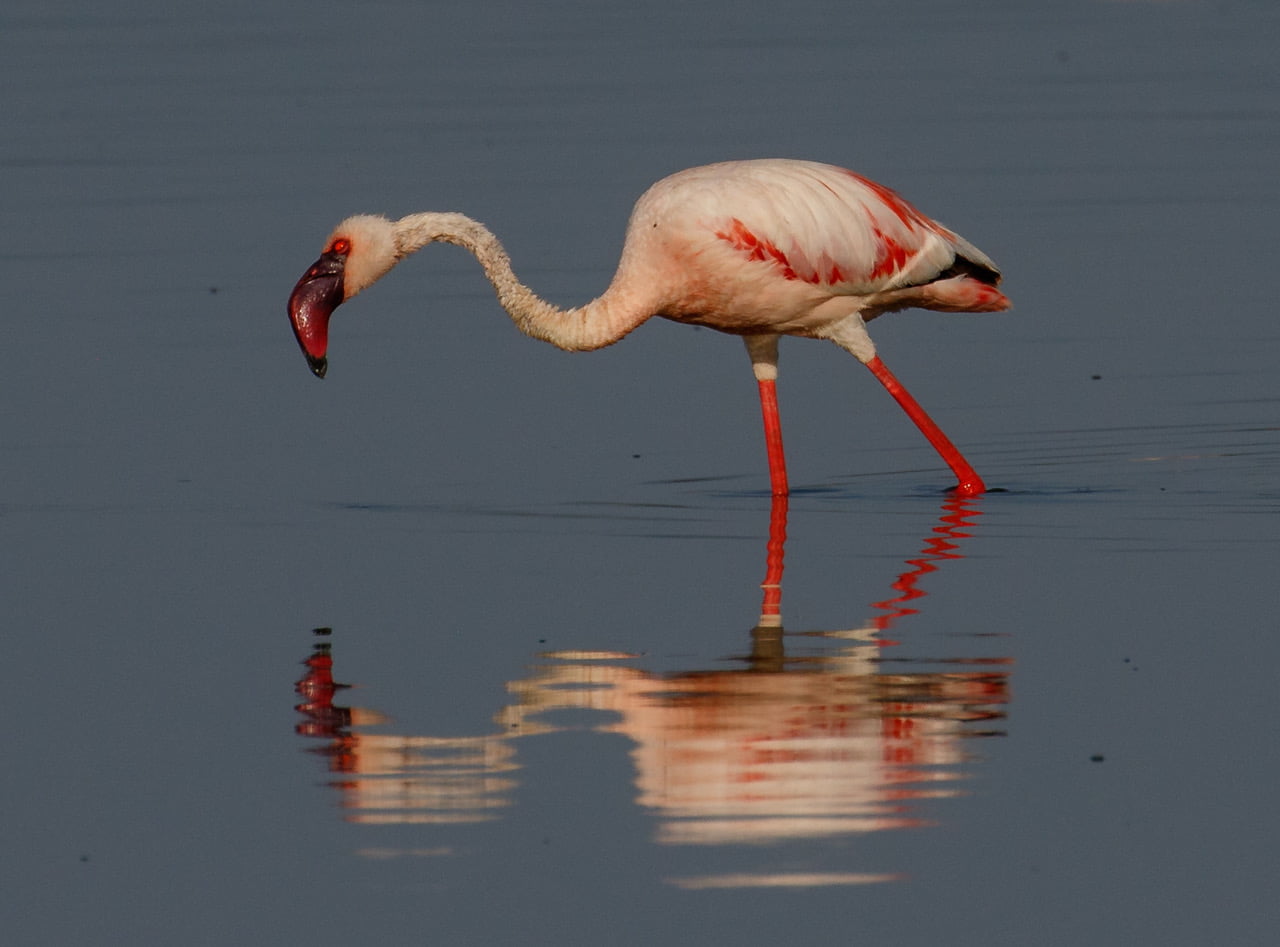 magadi flamingo shampole kenya photo safari Wildebeest crossing during The Masai Mara Migration