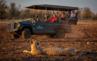 photographing wildlife cheetah jacis madikwe game reserve