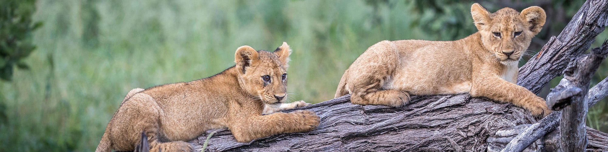 south africa photo safari packages workshops south africa photo safari packages workshops