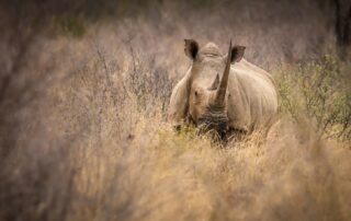 white rhino wildlife photography madikwe south africa (1)