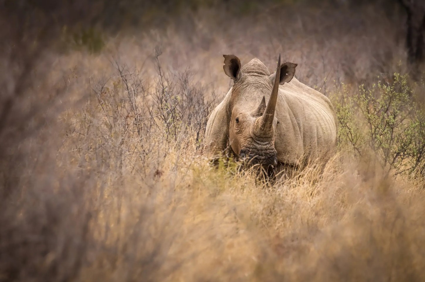 white rhino wildlife photography madikwe south africa (1)