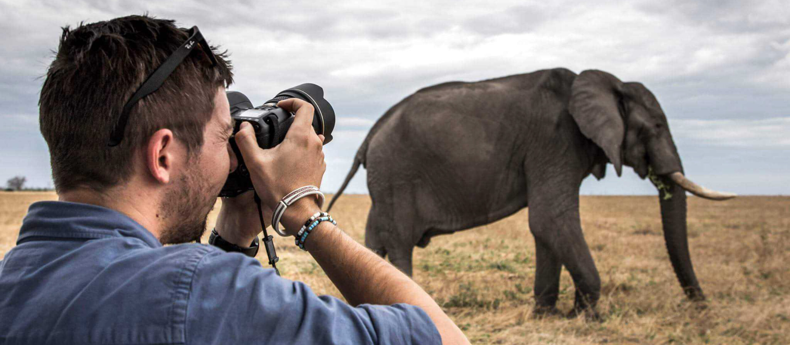 william steel pangolin wildlife photographer