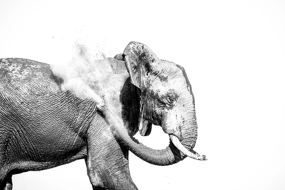 black and whiteelephant photography by by sabine stols