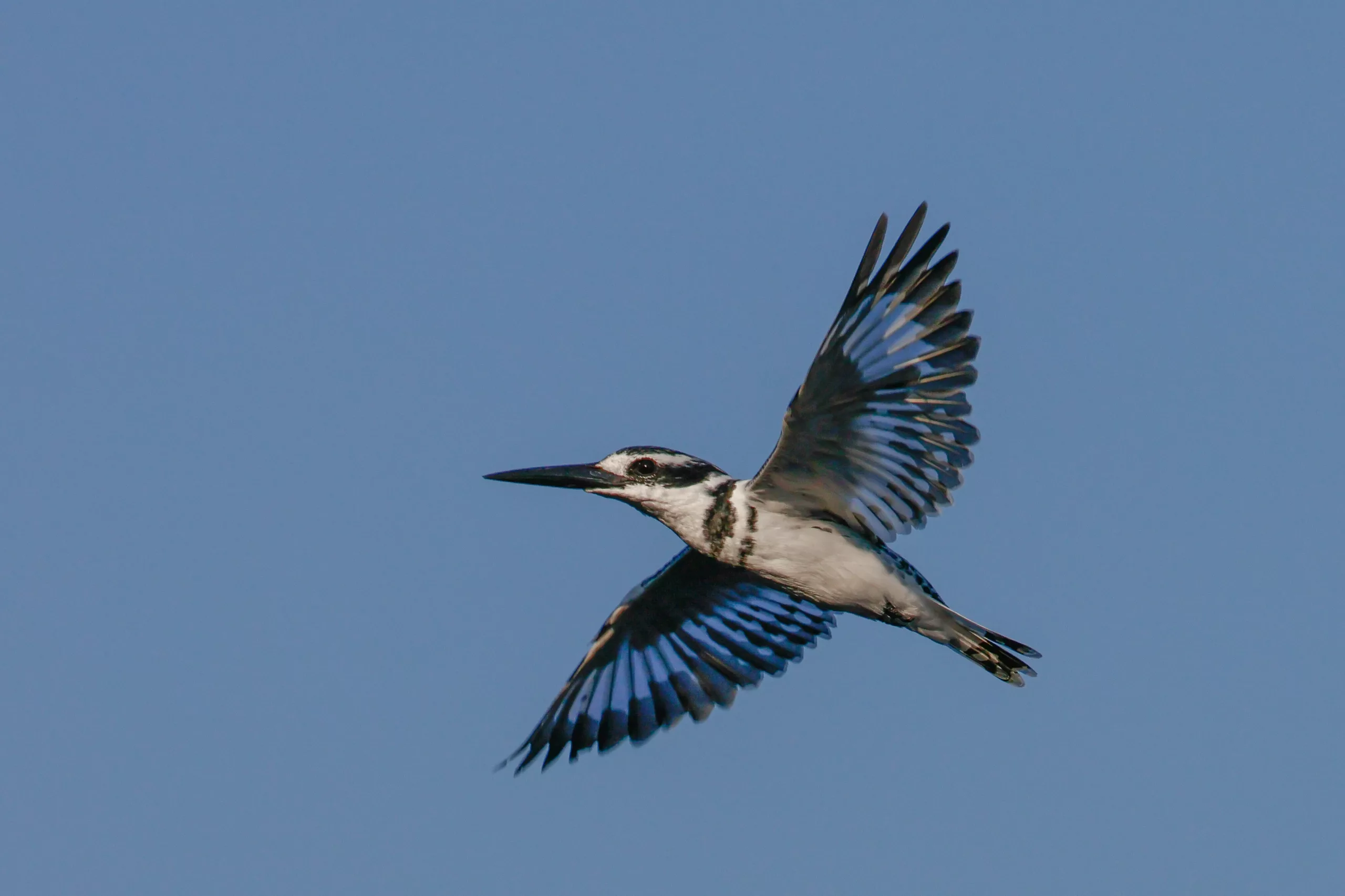 Pied Kingfisher | Chobe | Pangolin Photo Safaris