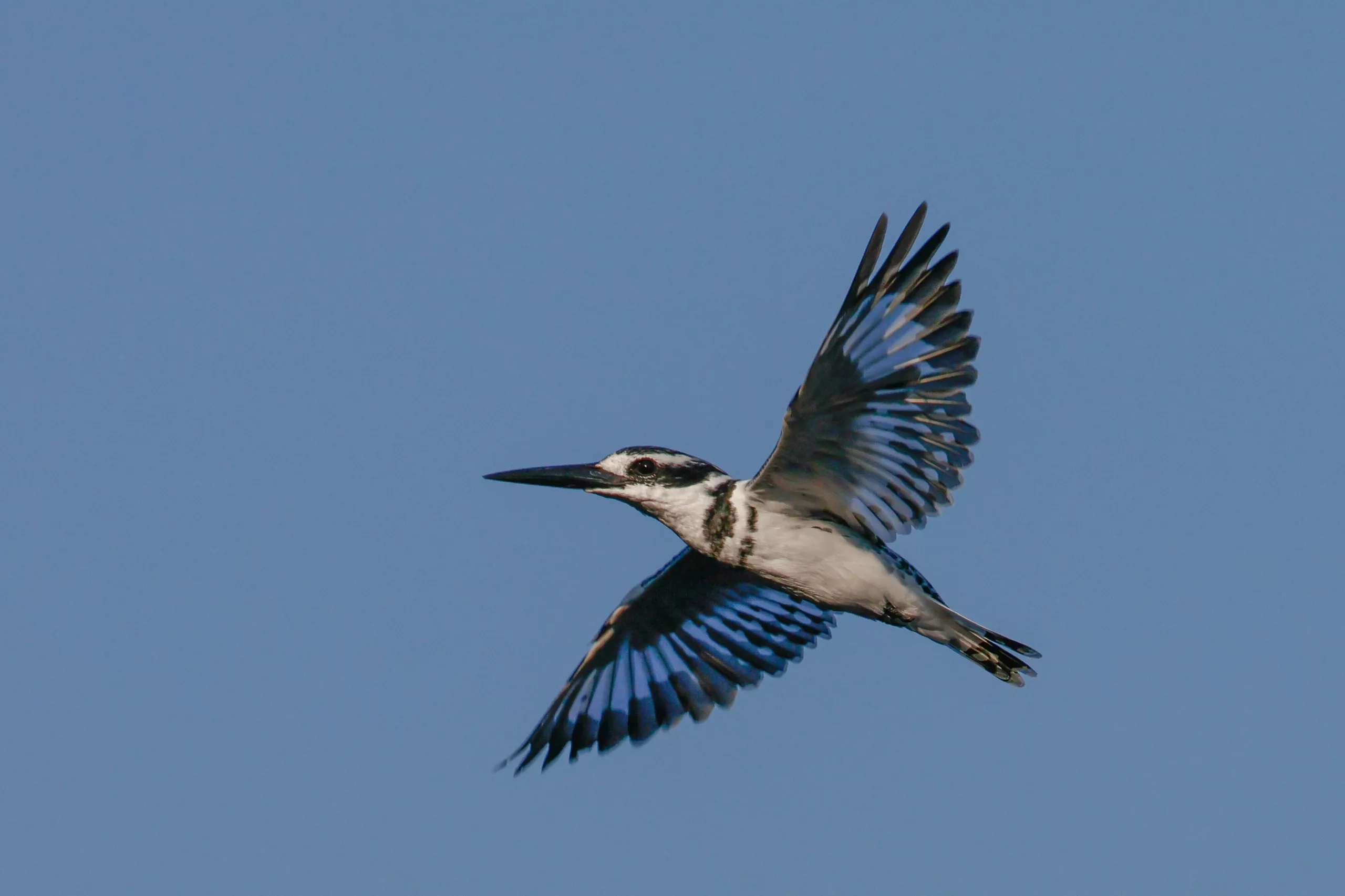canon r10 jpeg quality example charl stols 17 Pied Kingfisher | Chobe | Pangolin Photo Safaris