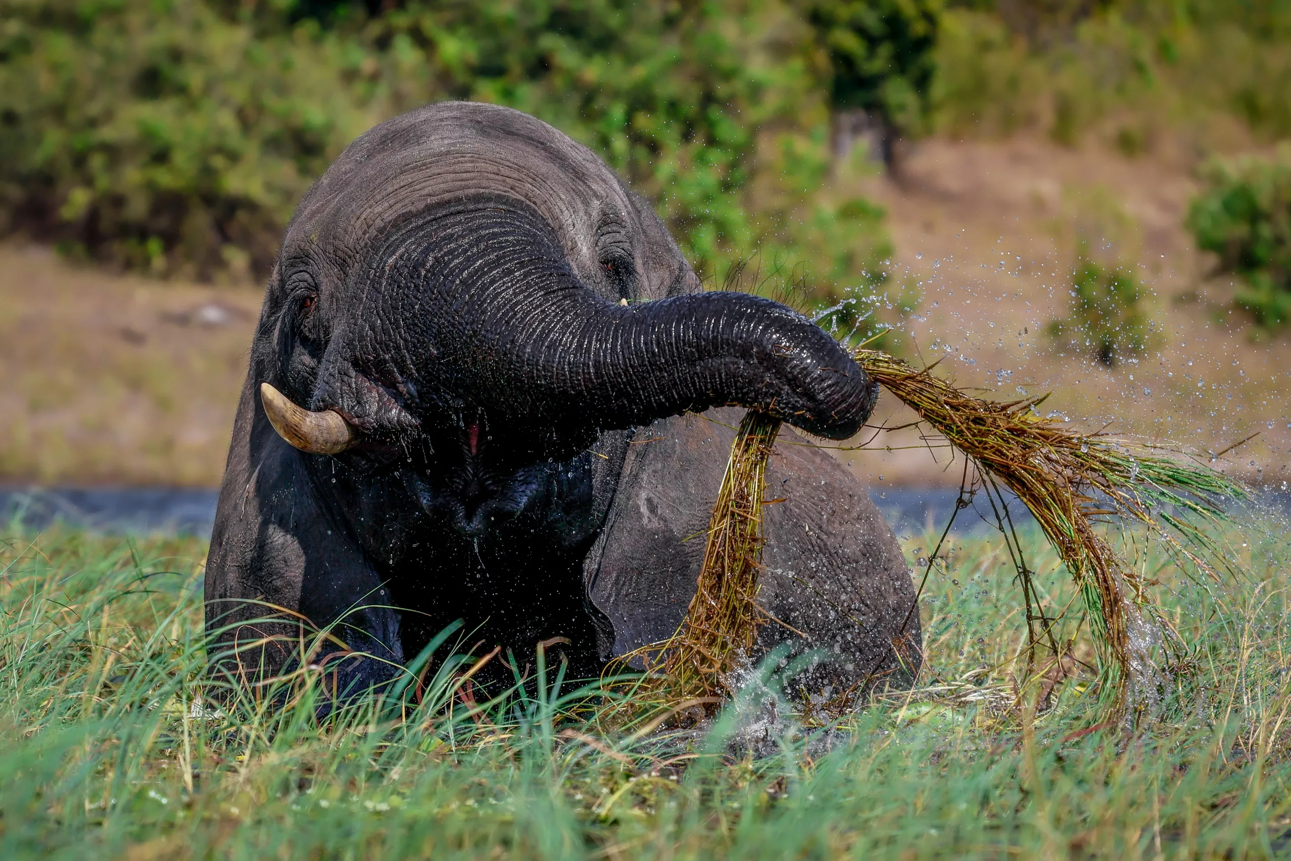 Canon R10 for wildlife photography - Pangolin Photo Safaris