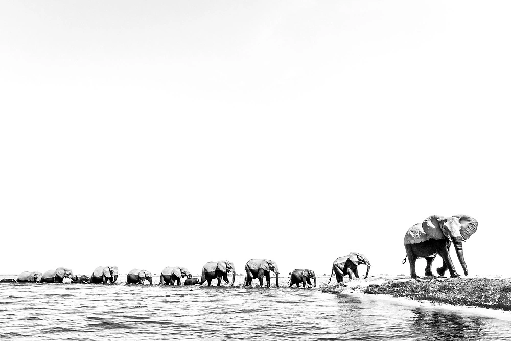 charl stols elephant herd