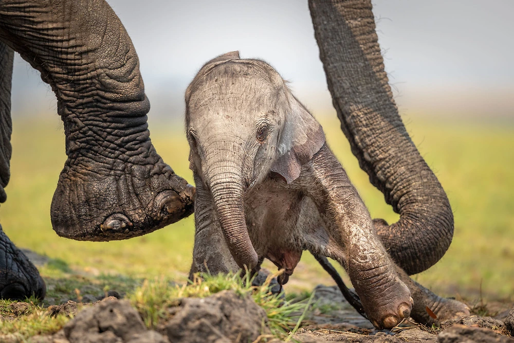 charls baby elephant being helped to its feet