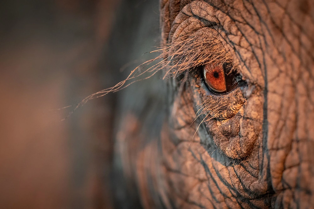 charls elephant eye close up