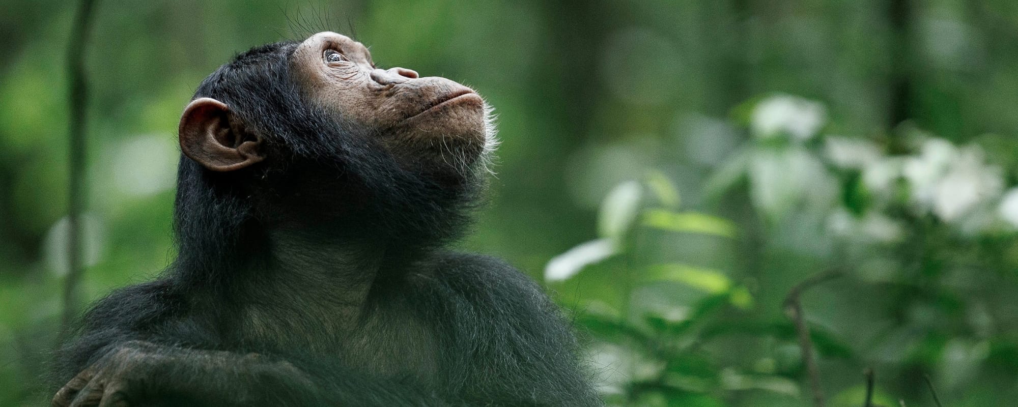 Gorilla Trekking Banner