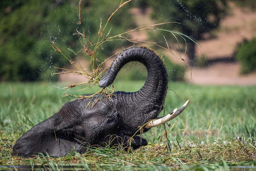 Chobe elephant photography by Charl Stols