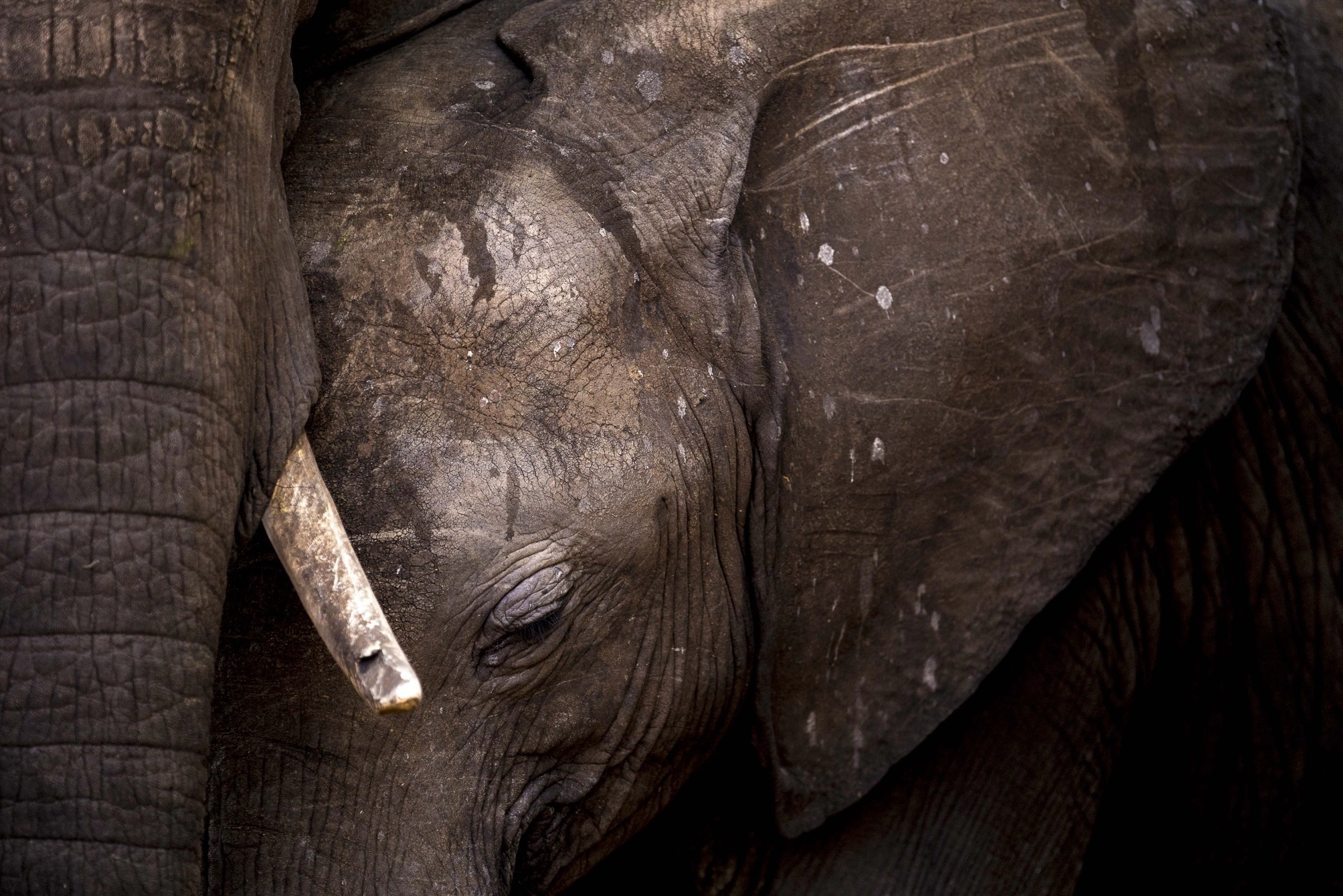 Close up of mother and calf elephant by William steel