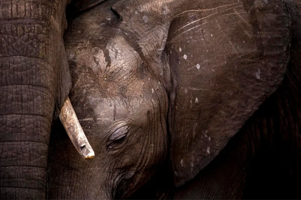 Close up of mother and calf elephant by William steel