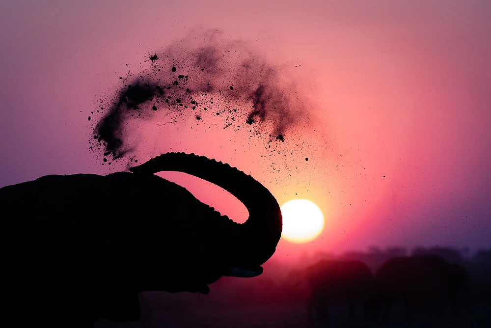 Elephant photography at sunset