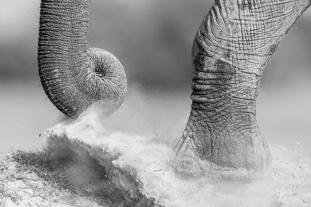 Elephant photography tips by janine krayer
