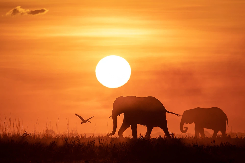 dusty sunset and elephants photography by charl stols