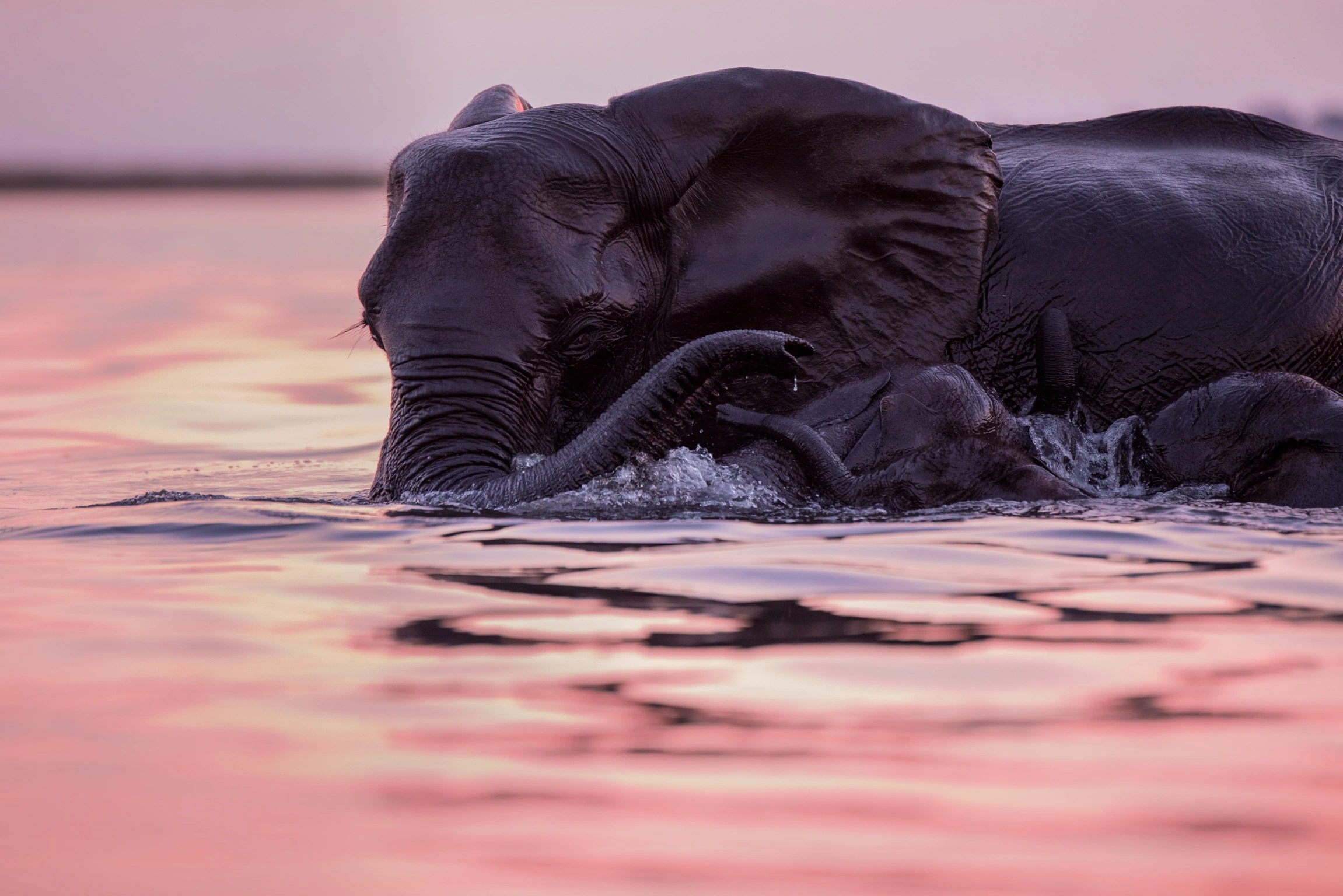 elepahants playing in the water by william steel