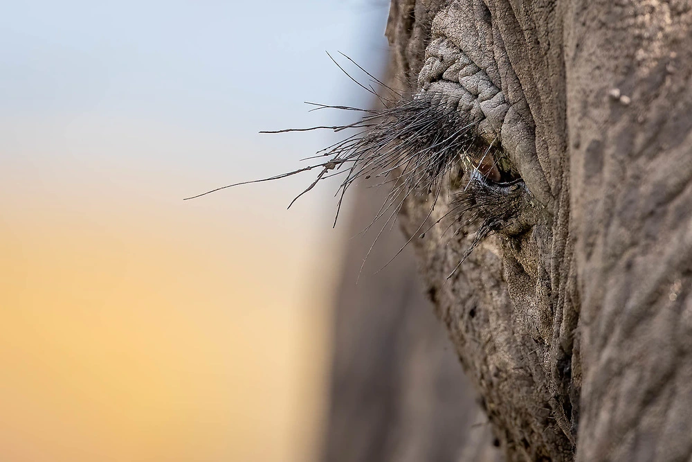 elephant eye photography sabine stols