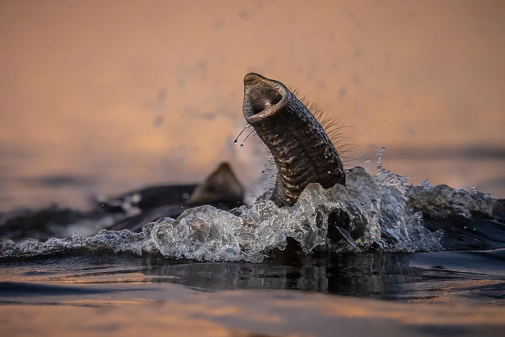 elephant trunks photography by charl stols