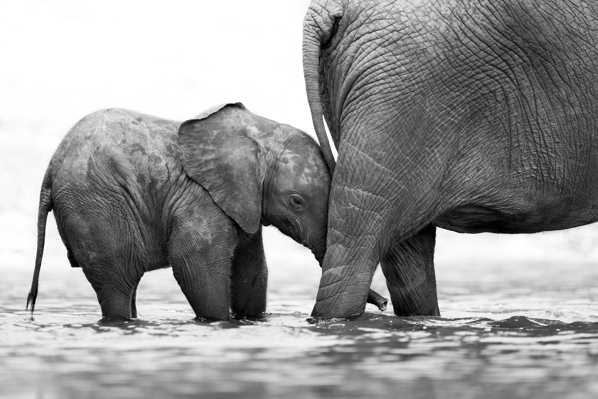 elephant and calf black and white by william steel