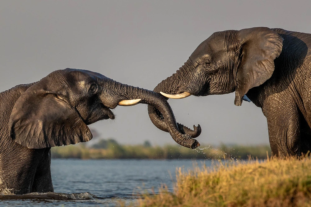 Intertwined elephants by Sabine Stols