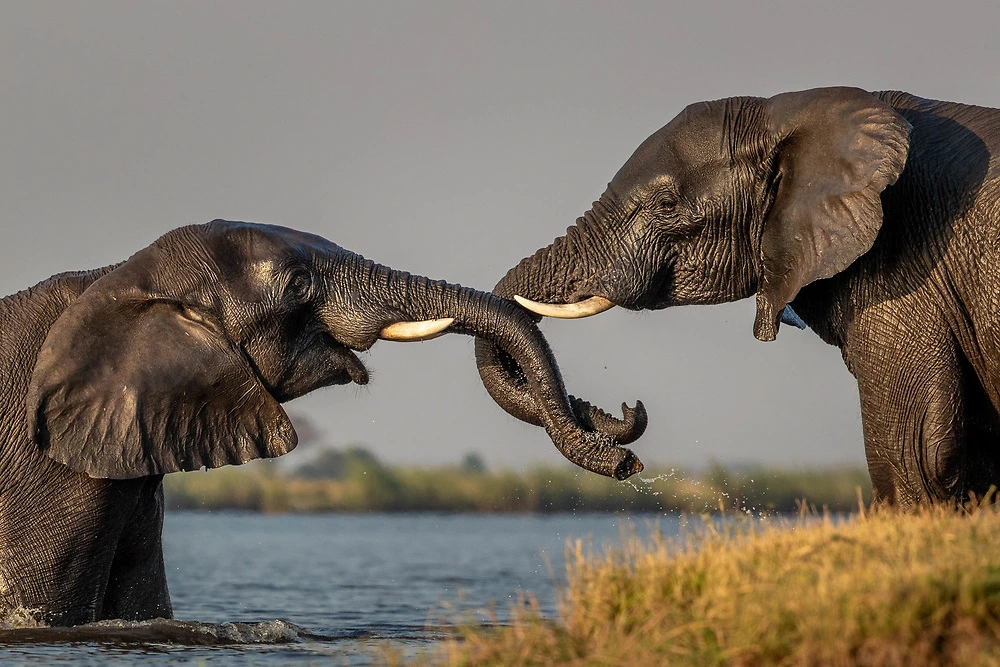 intertwined by sabine stols Intertwined elephants by Sabine Stols