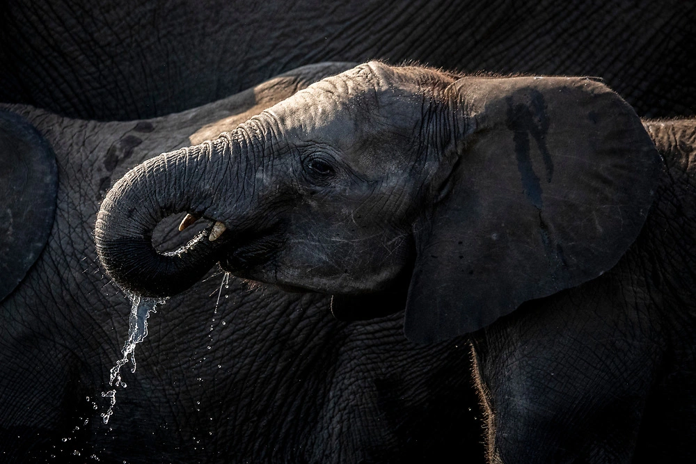 low key elephant photography by janine krayer