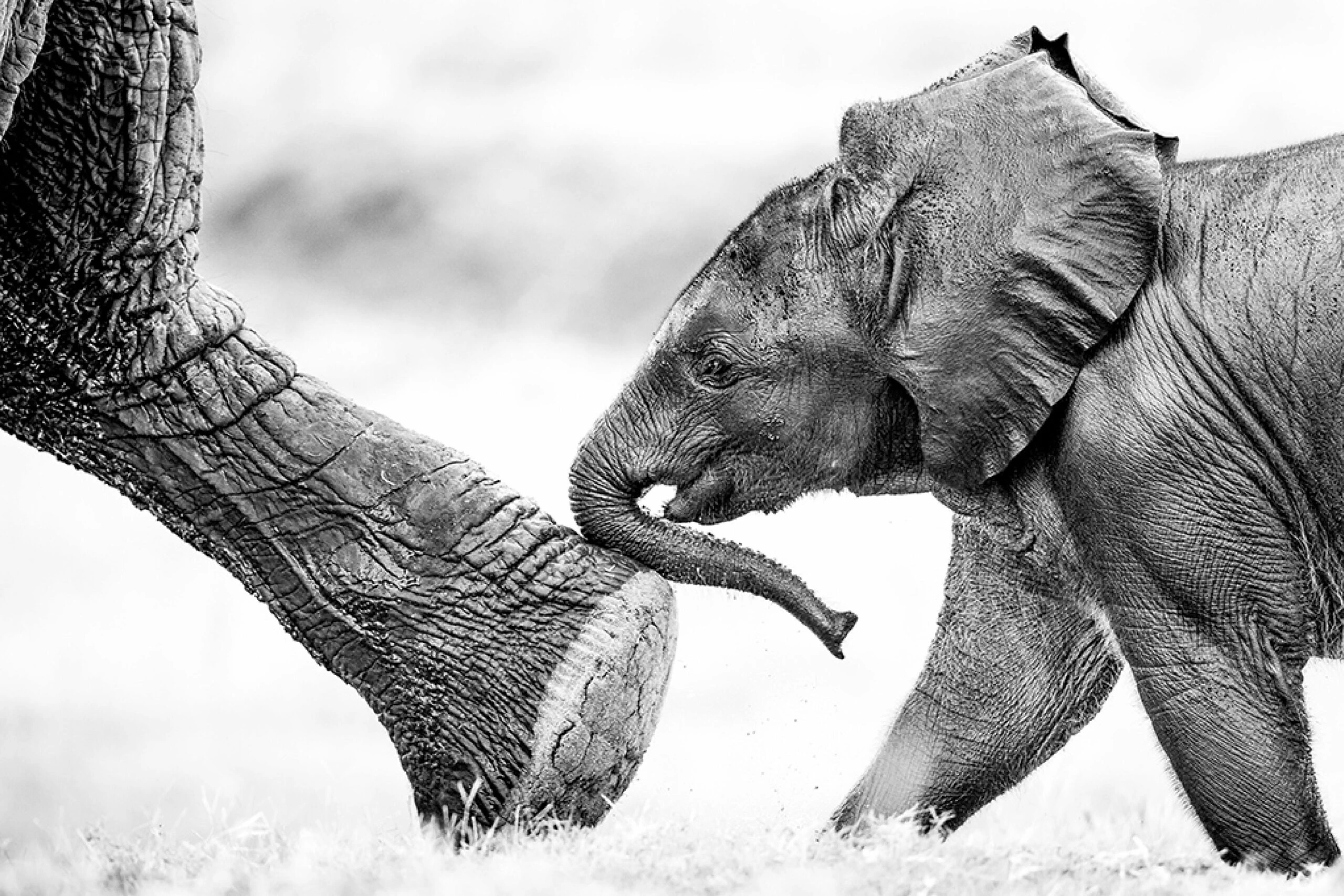 Calves & elephant photography by sabine stols