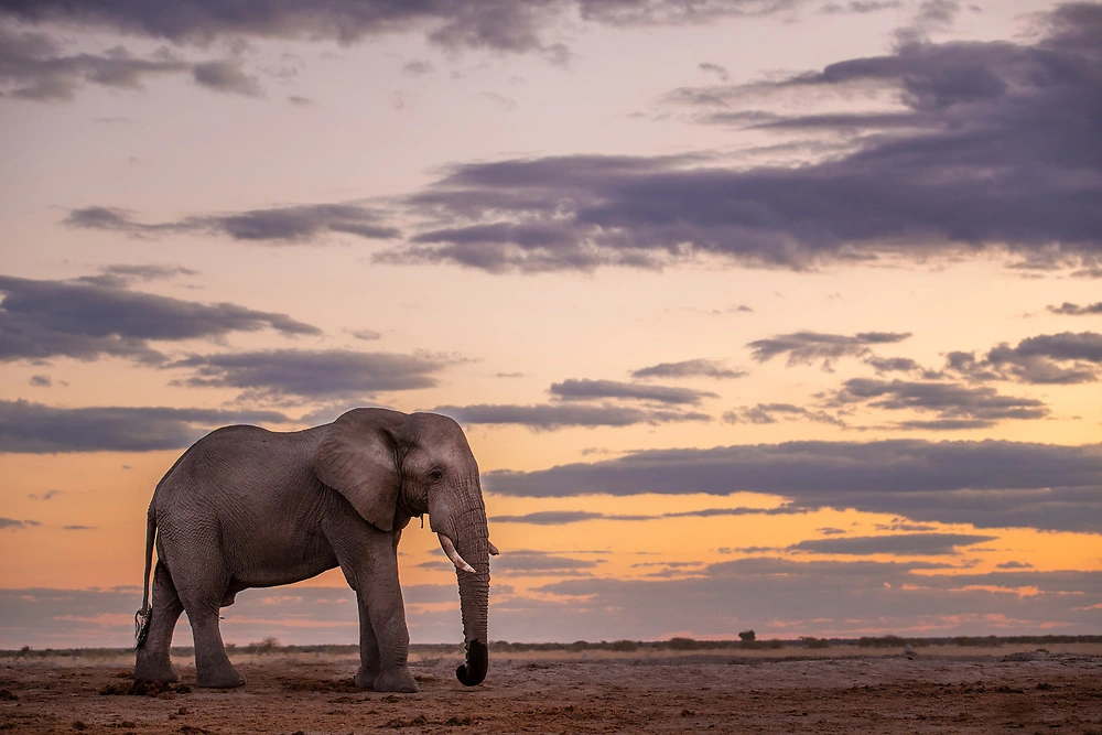 elephant at dusk by sabine stols