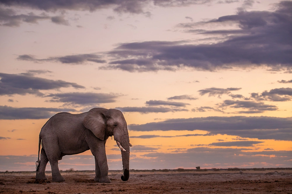 sabine stols nxai pan elephant dusk elephant at dusk by sabine stols