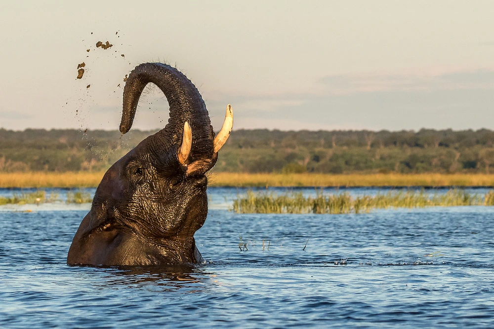 Elephant playing bathing in Chobe River - Pangolin Photo Safaris