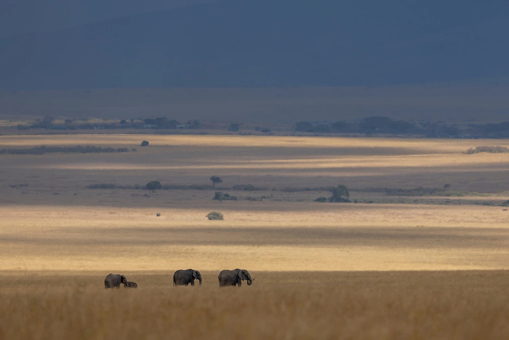 Elephant photography tips by janine krayer