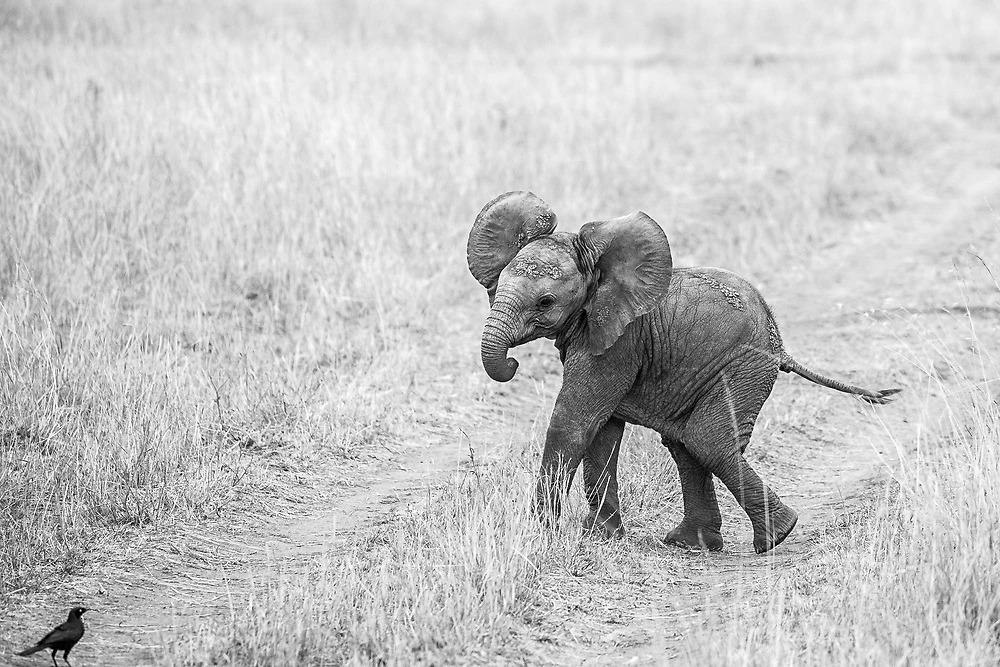 the baby elephant by janine krayer