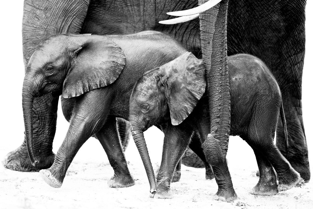 two small elephants with mothers trunk by william steel