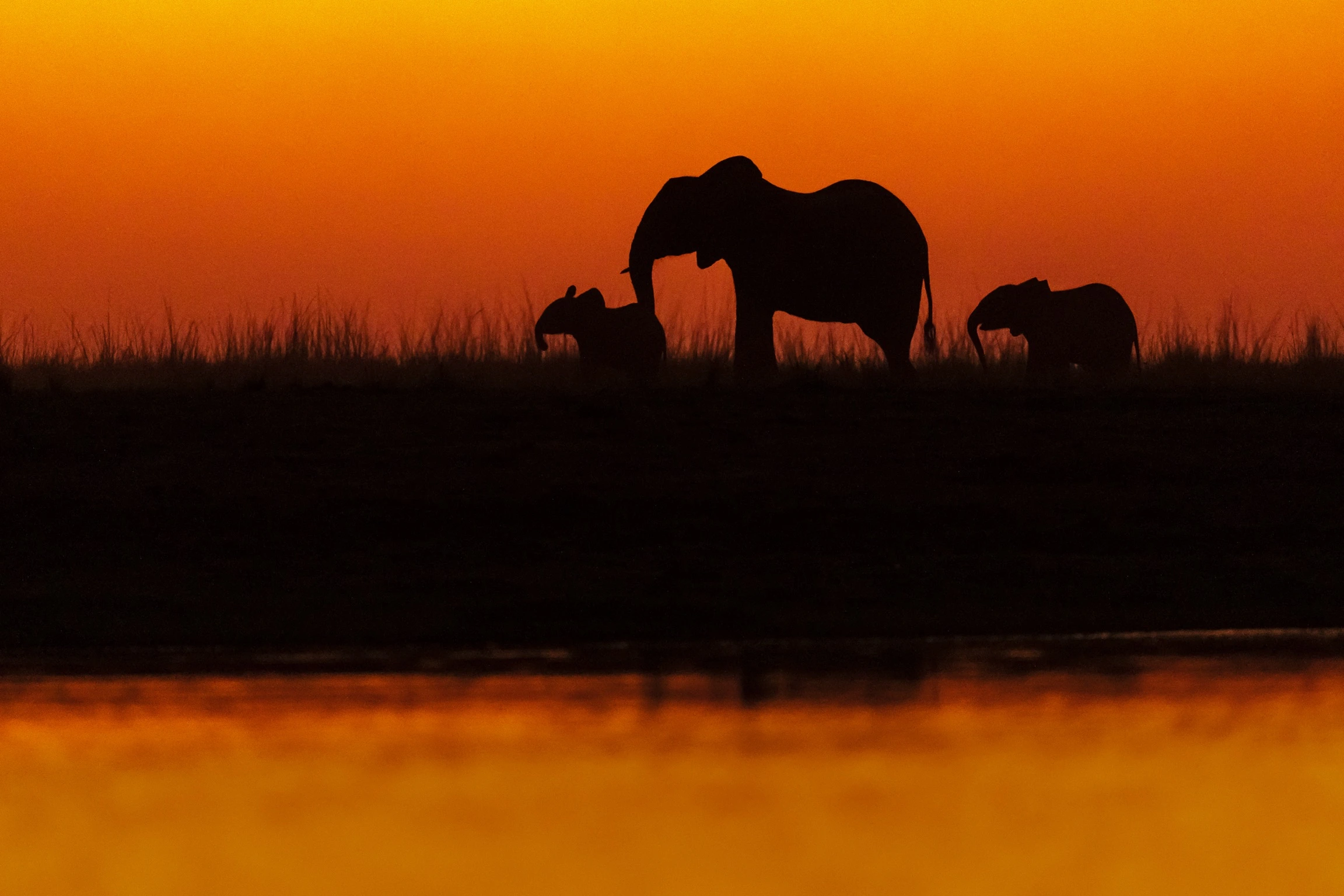 two young elephants and teenager by william steel