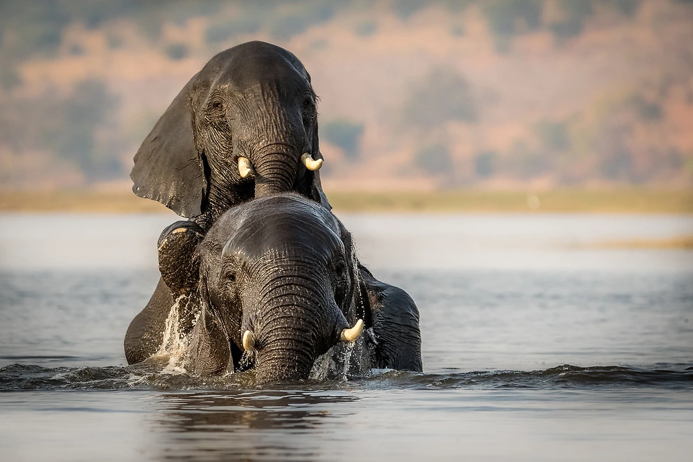 Elephants bathing in Chobe River Photography