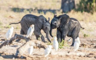 baby elephant (calves) photography tips