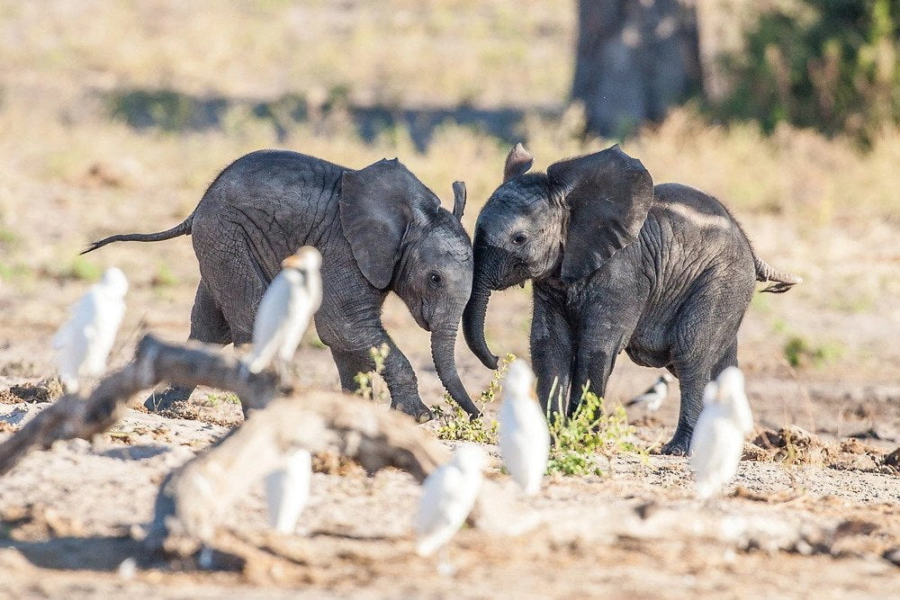 baby elephant (calves) photography tips