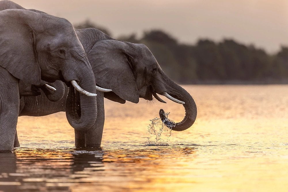 elephants drinking chobe river botswana Photograph by Janine Krayer Sunset elephants drinking water by Janine Krayer