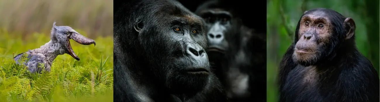 gorilla chimpanzee trekking uganda photo safari Gorilla Trekking Banner