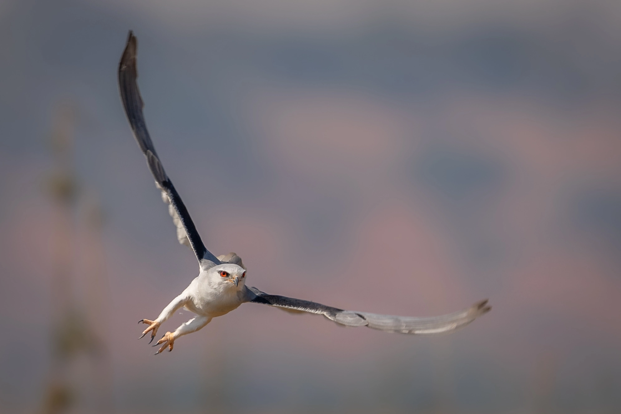 Charl Stols Black Shouldered Kite Bird 