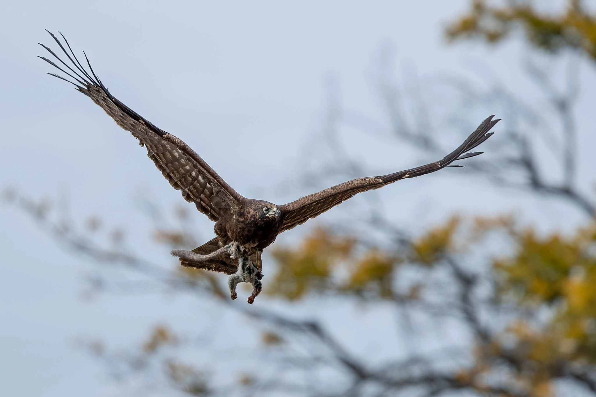 Eagle in flight by Sabine Stols