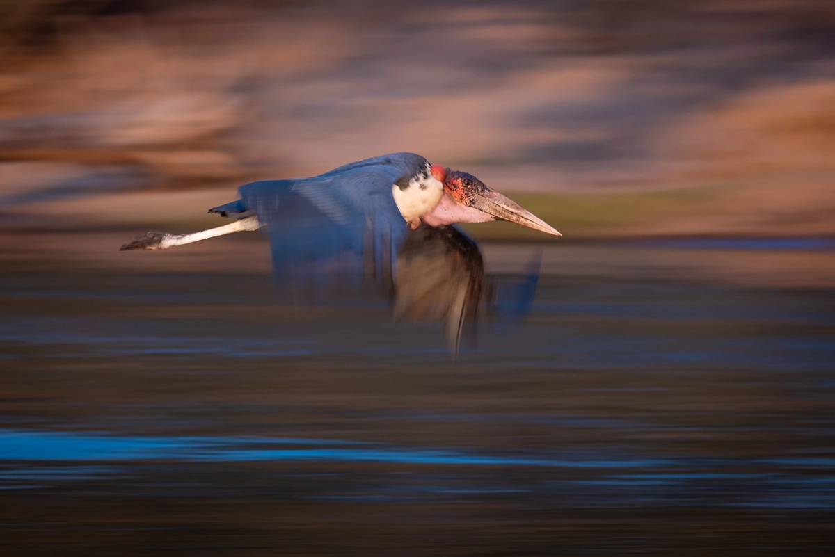 Maribou stork, panning technique by Danielle Carstens