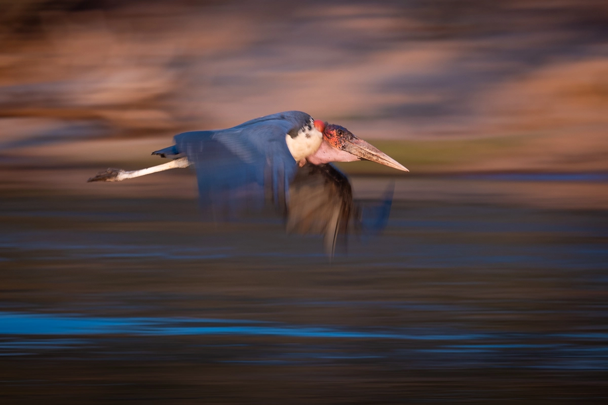 panning shot of birds