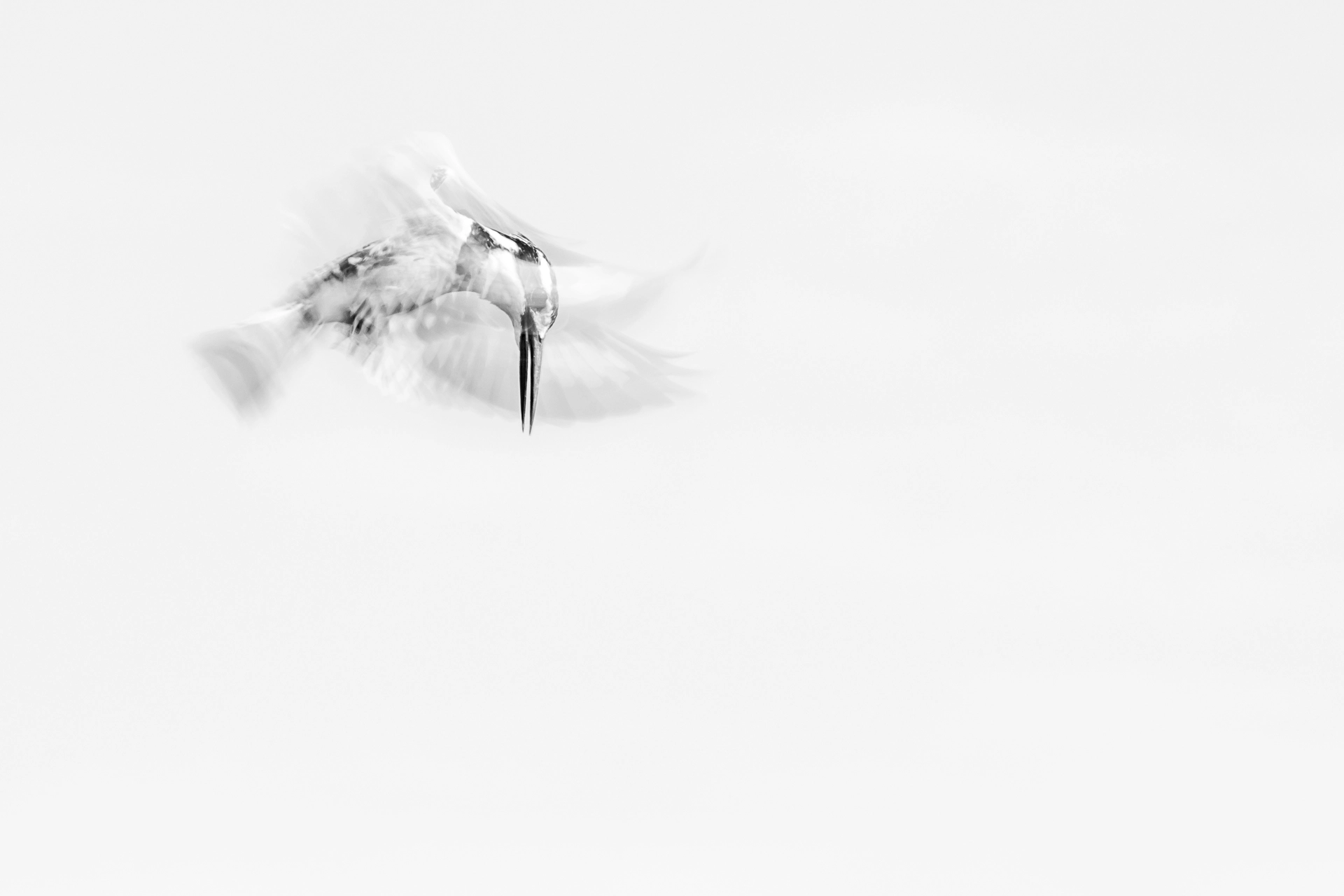 Pied Kingfisher Slow Shutter Speed by William Steel