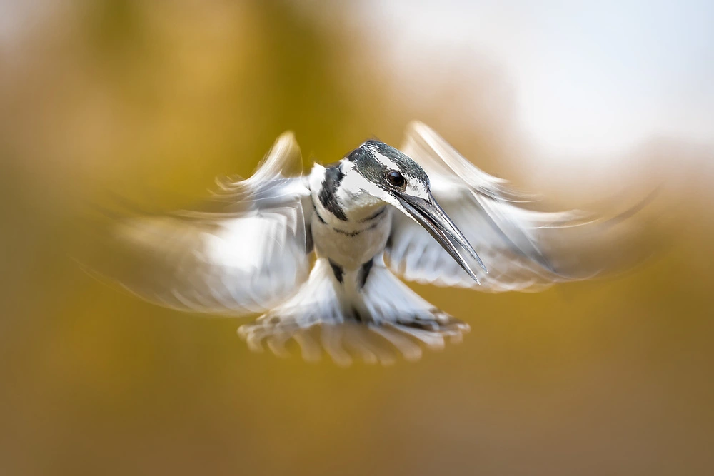 panning shot of birds