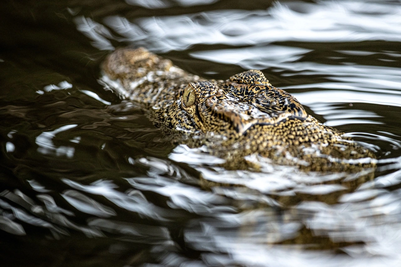 Close up crocodile wildlife photography image by Pangolin Photo Host William Steel