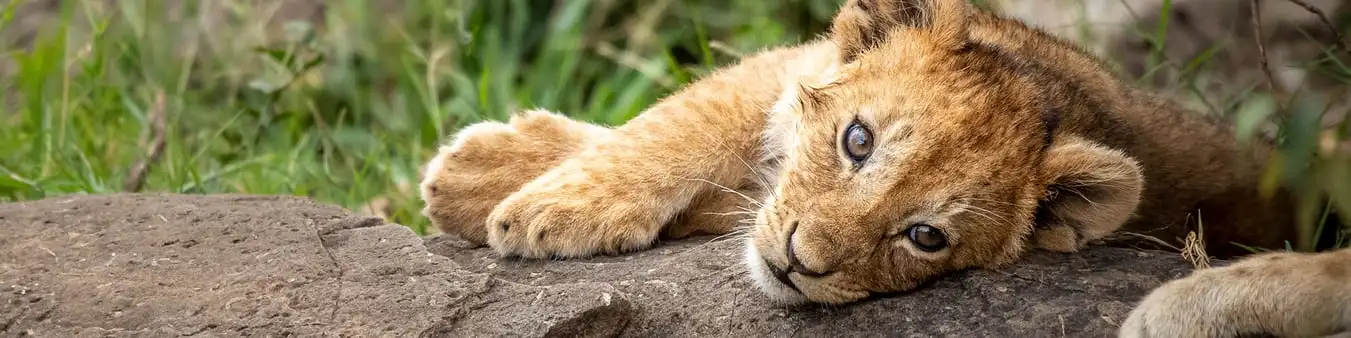 photographic safaris
